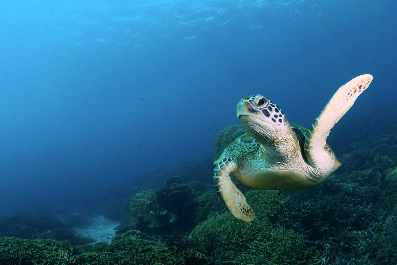 sea turtle swimming gracefully over vibrant coral reefs at Siaba Besar Island, one of Komodo National Park’s most beautiful diving and snorkeling spots in Indonesia.