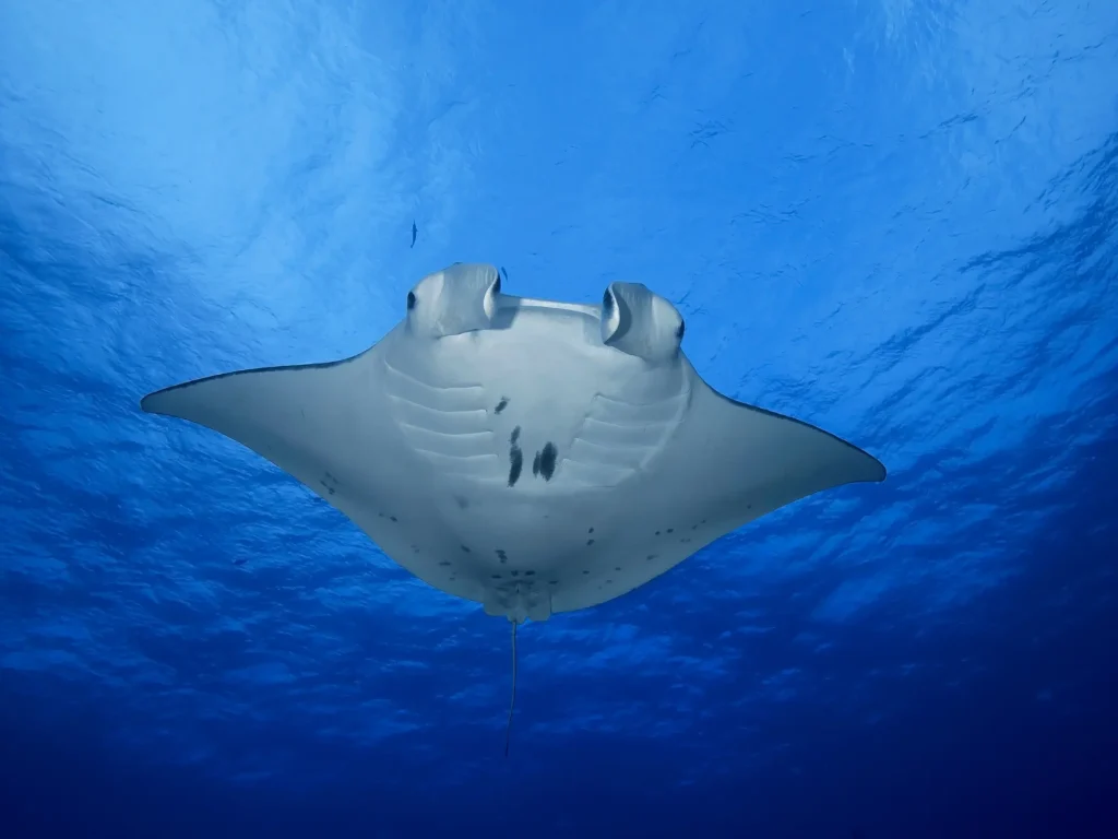 Manta ray gliding through clear blue waters at Manta Komodo Island, showcasing the island’s rich marine biodiversity. Select 83 more words to run Humanizer.
