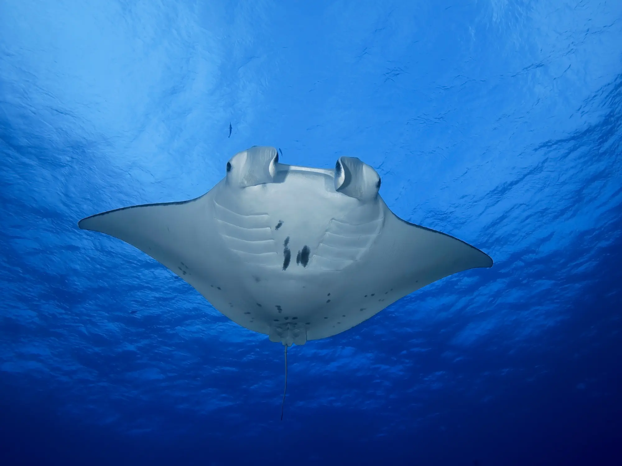 Manta ray gliding through clear blue waters at Manta Komodo Island, showcasing the island’s rich marine biodiversity. Select 83 more words to run Humanizer.