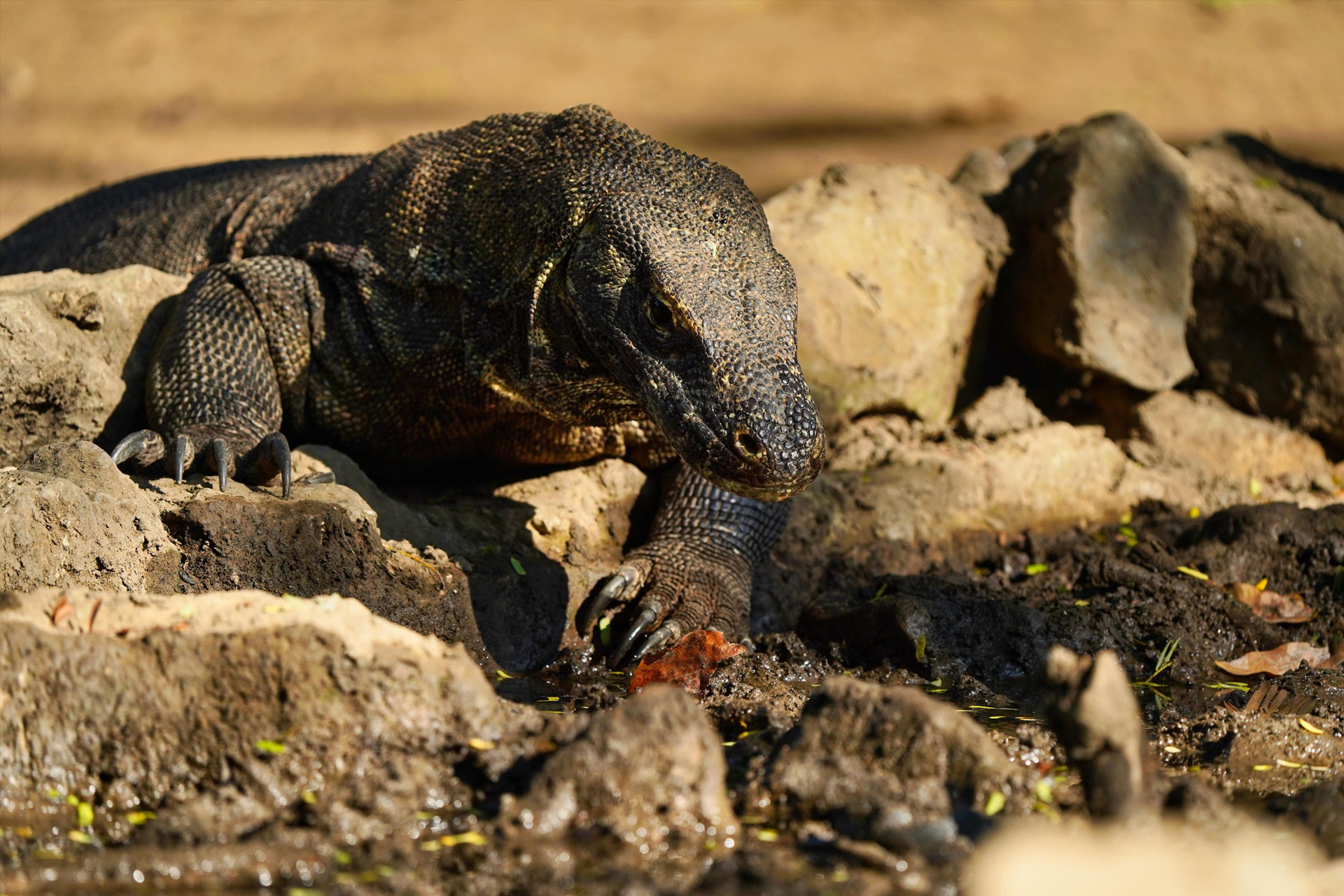 Komodo National Park